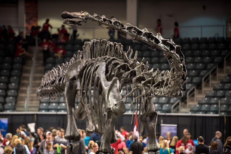 Dinosaur skeleton in exhibition at the Leon's Centre.