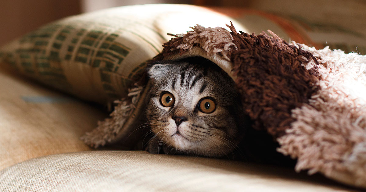 [Cat hiding in a blanket]