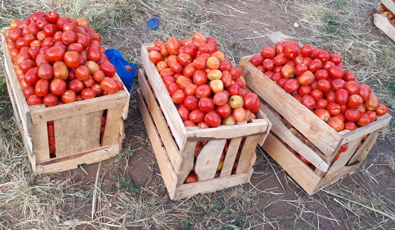 Boxes of tomatoes