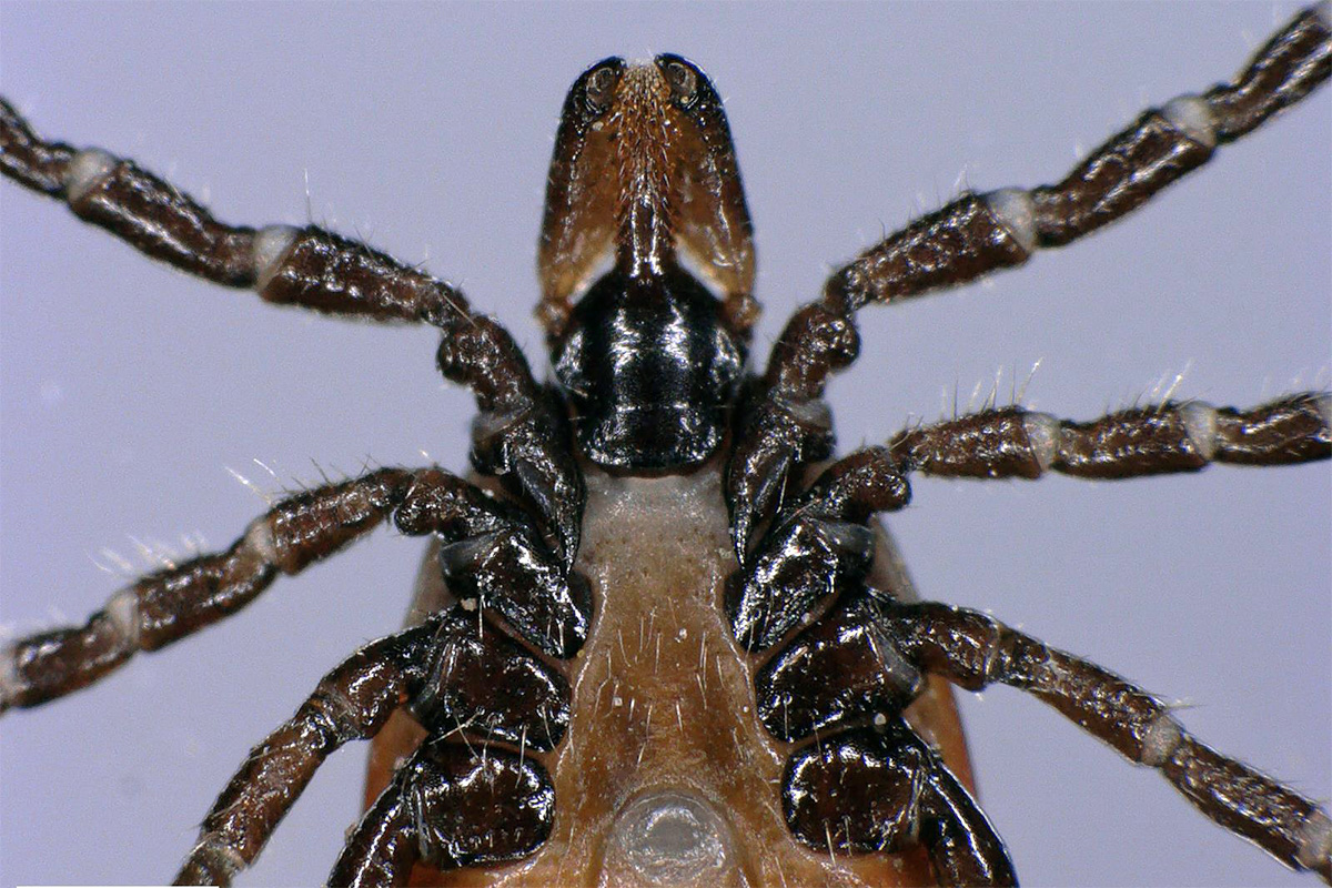 Deer tick closeup