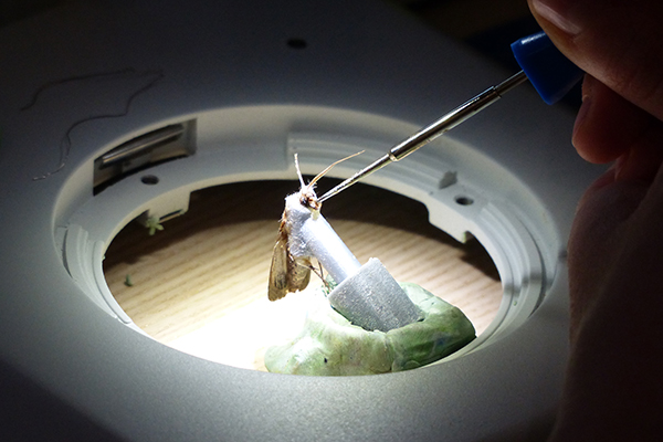 [Preparing a bogong moth for recording from brain]