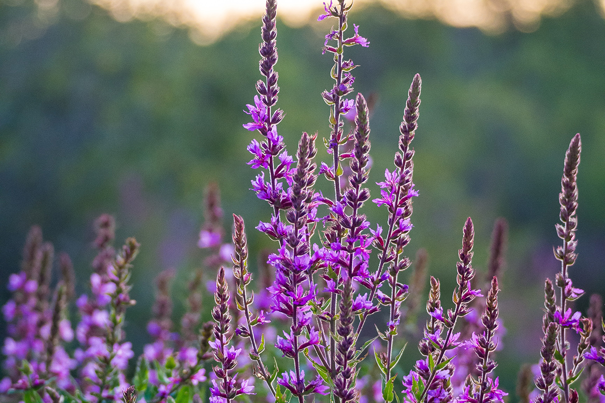 Purple Loosestrife in full-bloom