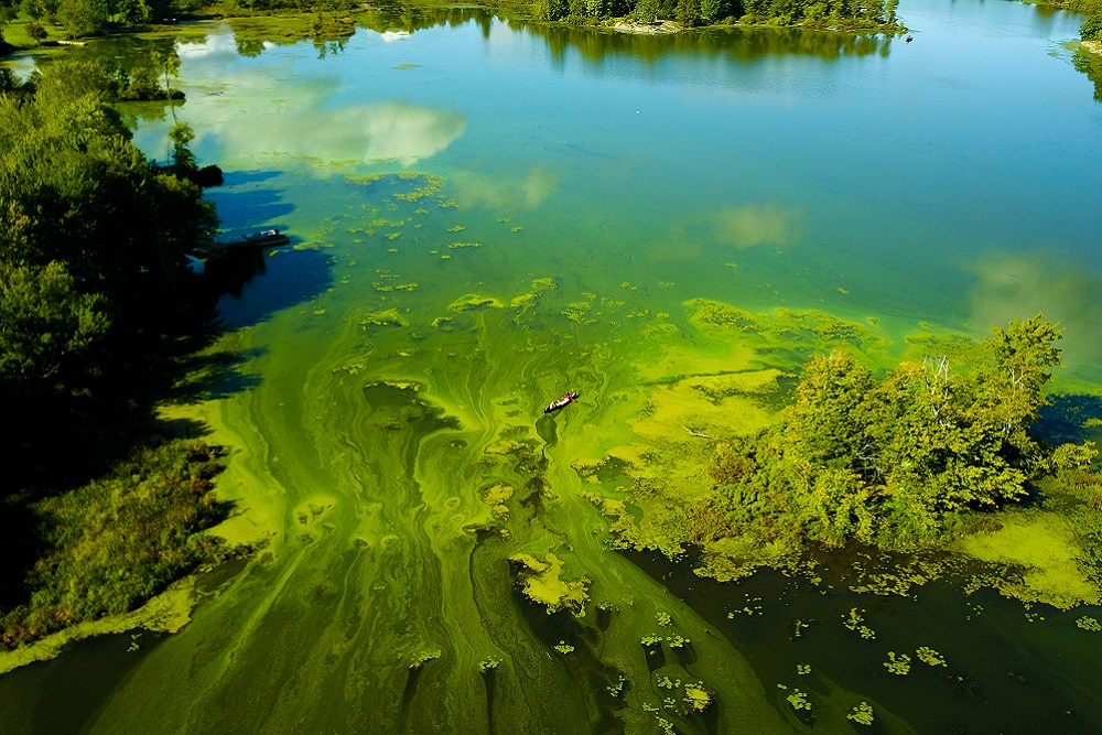 [Aerial view algal blooms in South Frontenac County]