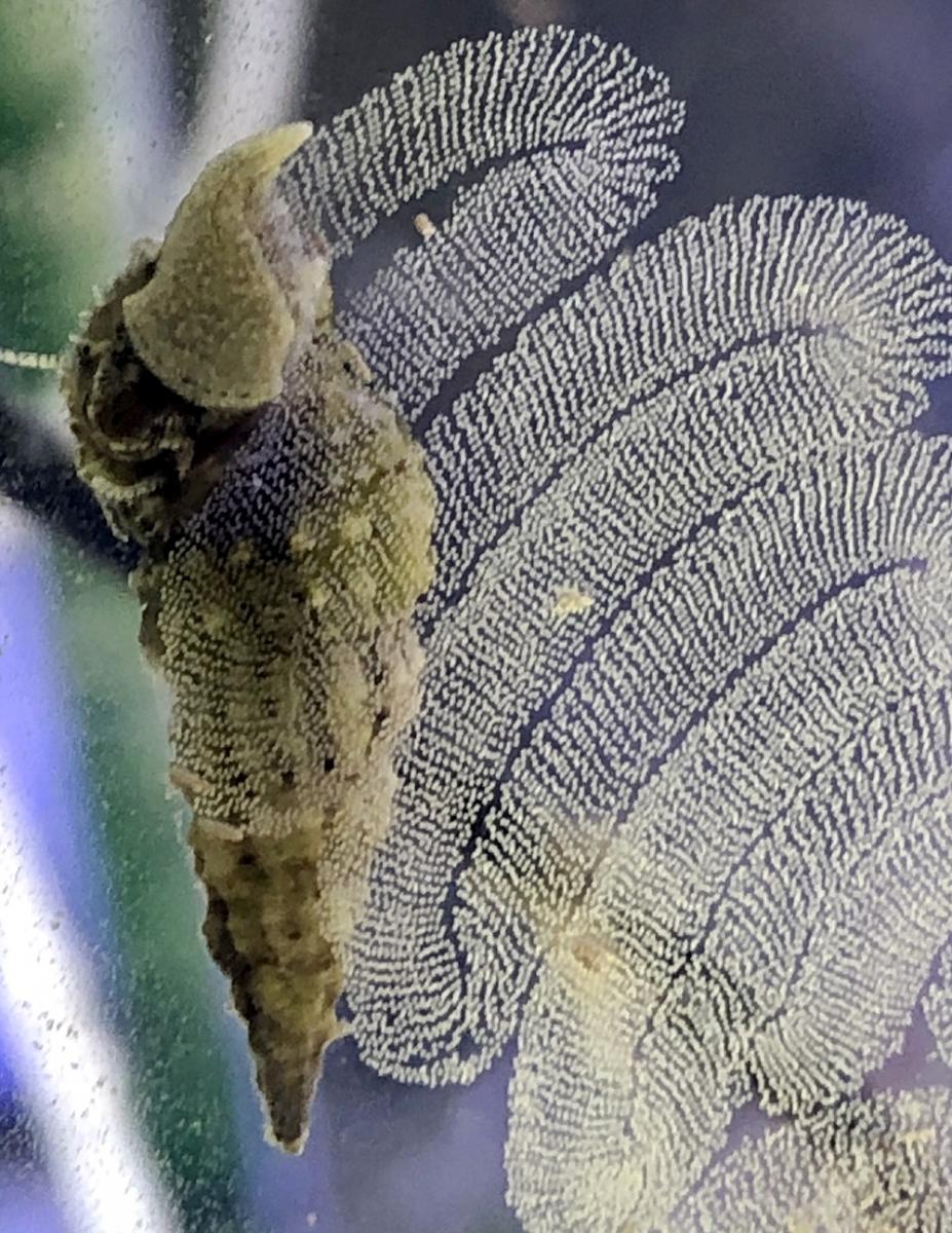 [Photo of a gastropod mummy laying eggs by Ruqaiya Yousif]