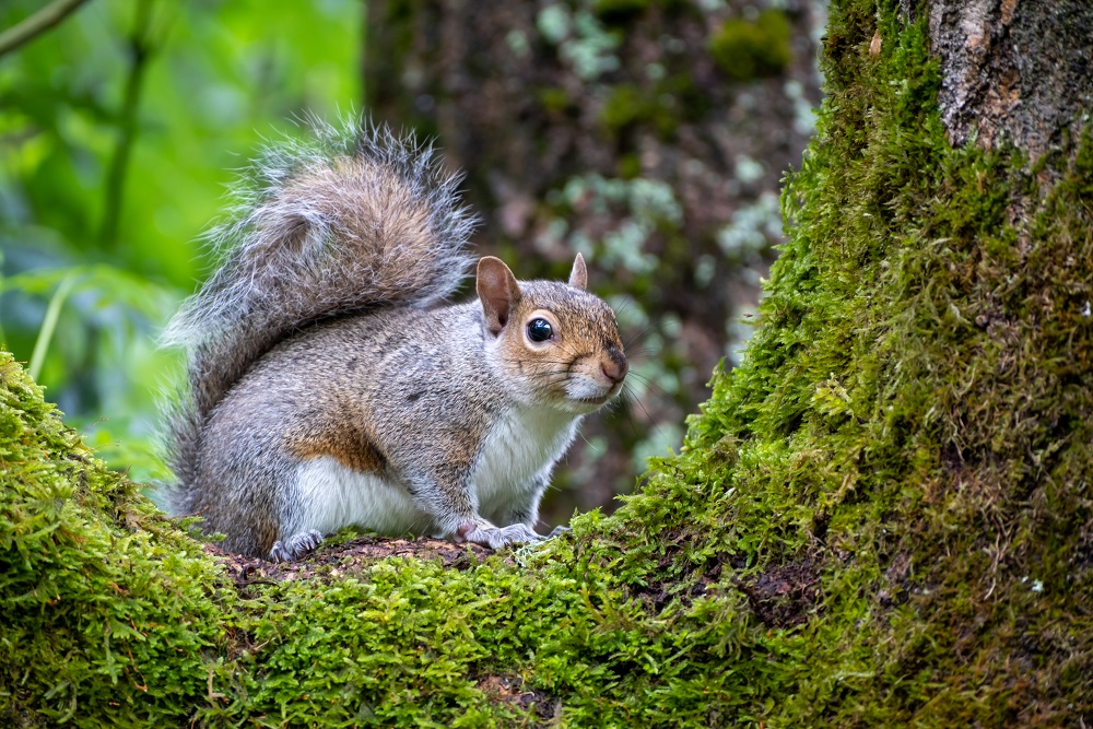[Photo of a squirrel]
