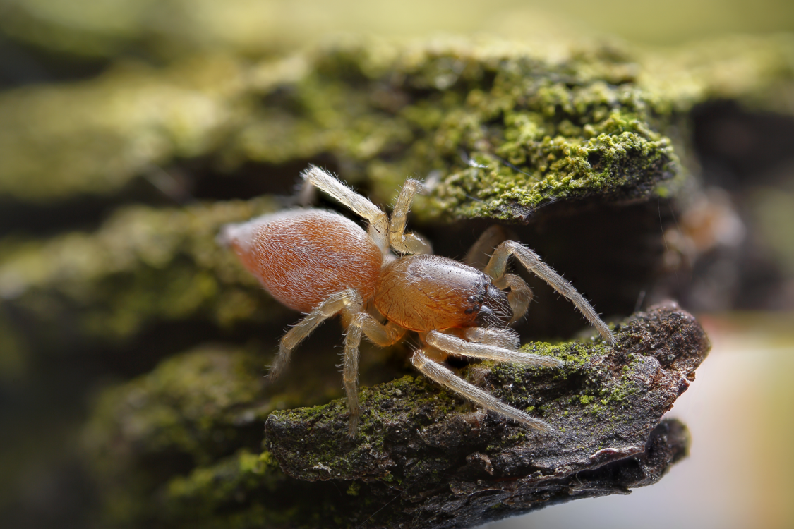 close-up of a spider on a rock