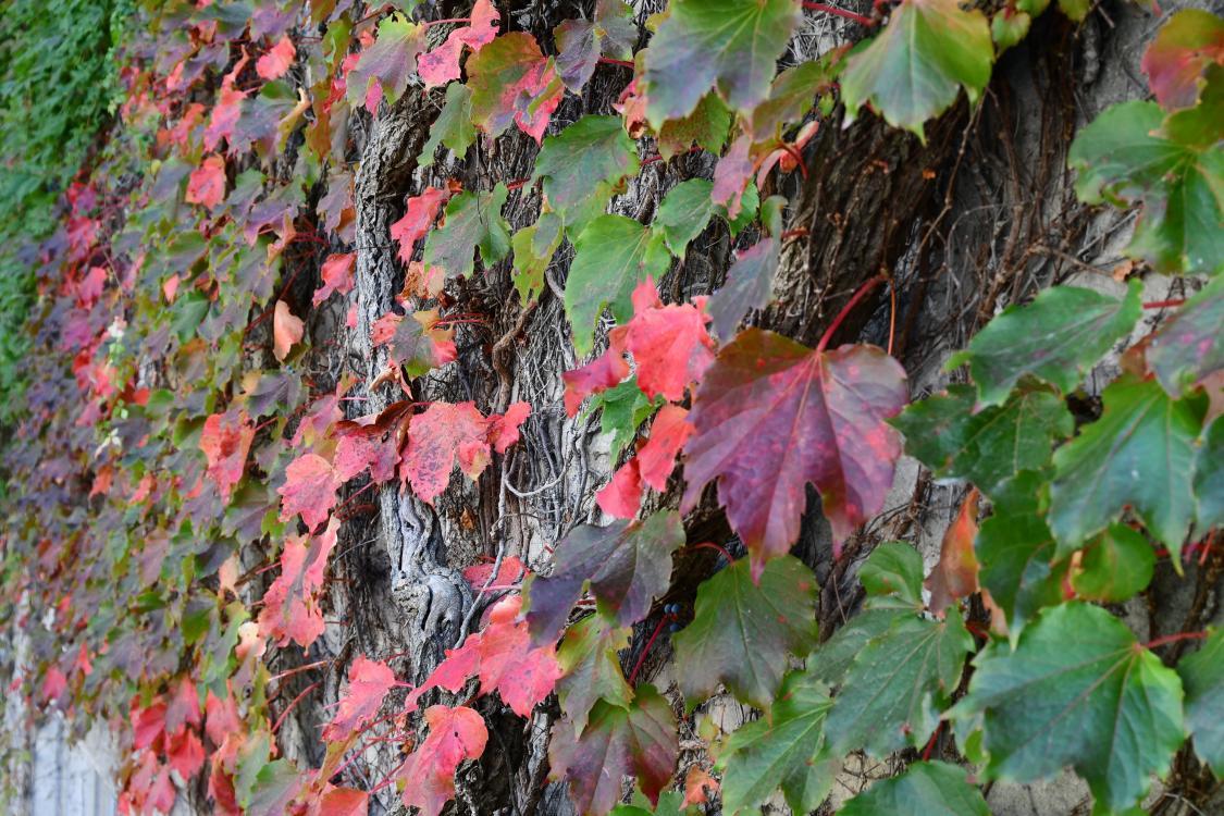 Ivy on a limestone wall