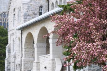 Ontario Hall and a Cherry Blossom tree. 