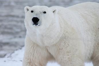 [Polar Bear]