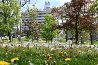 Dandelions in front of Botterell Hall