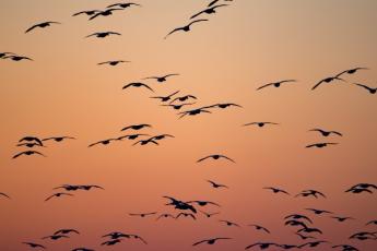 Photograph of migrating birds