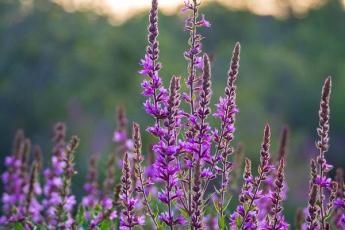 Purple Loosestrife in full-bloom. Although it's very pretty, it is an invasive species. (Unsplash/Shannon Kunkle)