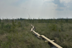 Wooden planks laying in a marsh