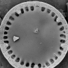Microscopic image of a newly dominant diatom.