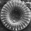 Microscopic image of a once-dominant diatom.