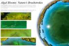 A selection of four images containing green water next to a fish-eye style globe of water