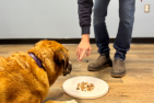 A dog waiting to eat treats off a plate, with a human signaling to wait.