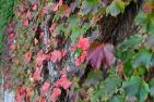 Ivy on a limestone wall