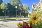 Sunflower in focus with path behind it, taken on Queen's campus.