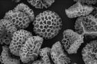 Microscopic view of pollen