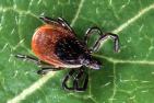 Image of a tick
