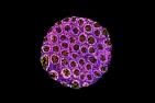 [Art of Research: Immunofluorescence Stain - photo]