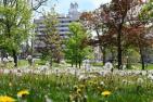 Dandelions in front of Botterell Hall
