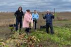 Office of Advancement workers help harvest vegetables.