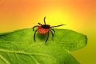 Black-legged tick on a leaf