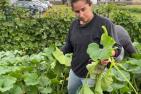 A farmer at the Roots Community Food Centre urban farm in northwestern Ontario harvests Gete-Okosomin squash in summer 2021. (C. Levkoe), Author provided