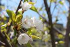 Cherry Blossoms