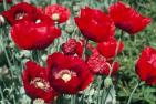 [Poppies]