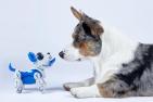 Pet robot and real dog look at each other