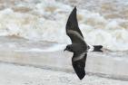 Storm petrel flies above the surf