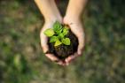 Photograph of hands holding a plant.