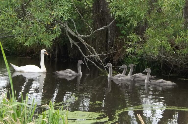 swans in a pond