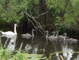 swans in a pond