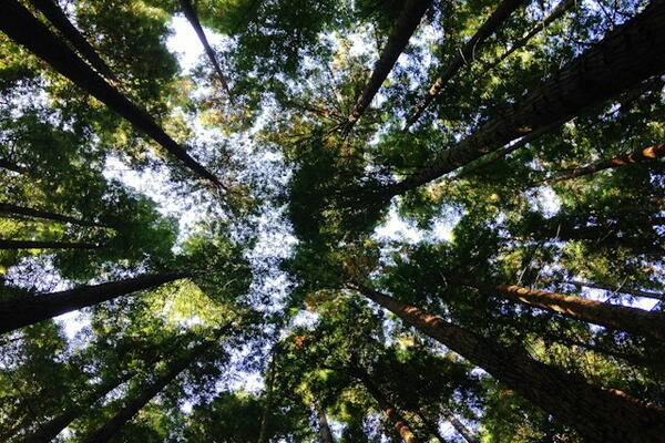 Tree canopy