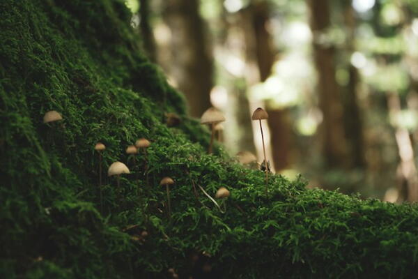 Mushrooms on a forest floor