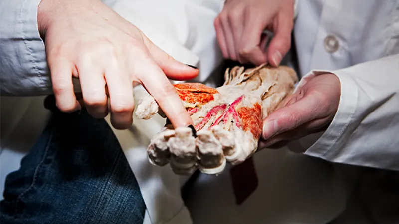 A photo of someone pointing to specific muscles and nerves on an anatomical model of a human hand held by a person in a white lab coat