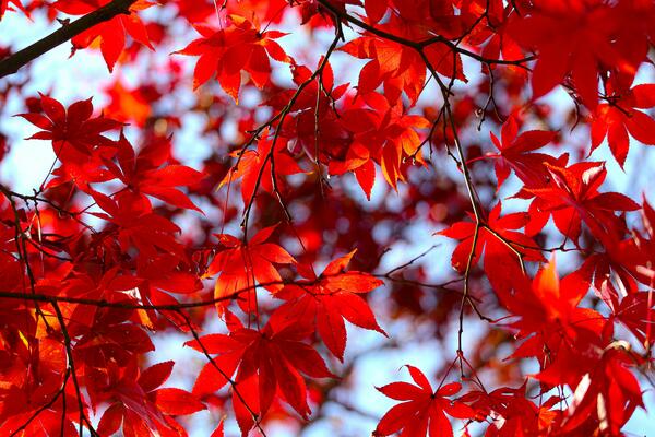Maple leaves in fall colours