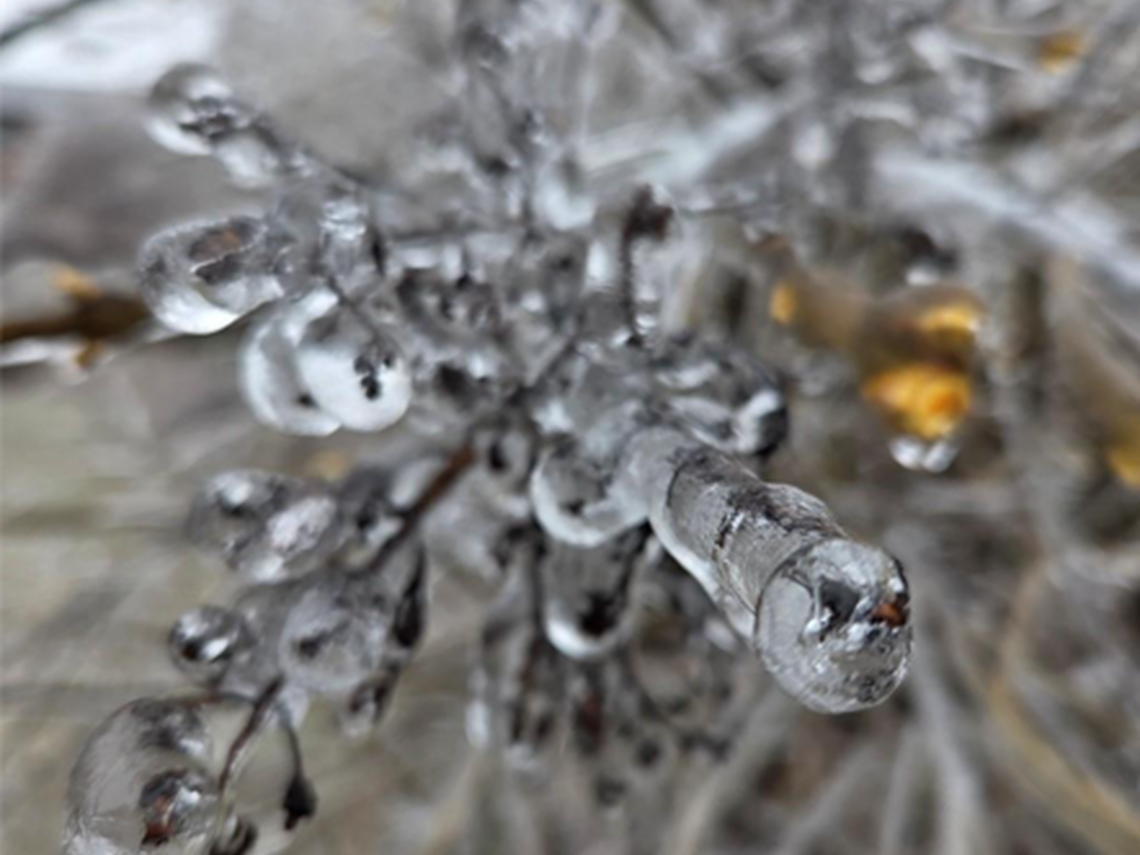 The photograph shows icicles on tree branches after a freezing rain in Kingston, Ontario, in 2025. 