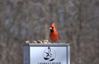A cardinal eating peanuts at the Lemoine Point conservation area, photographed by Ahmad Nagib.