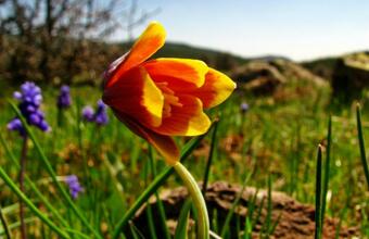“Ters Lale” by OzgurCE. Photo taken in May 2013 in Türkiye. Photo depicts a blooming orange flower in a vibrant field.