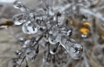 The photograph shows icicles on tree branches after a freezing rain in Kingston, Ontario, in 2025. 