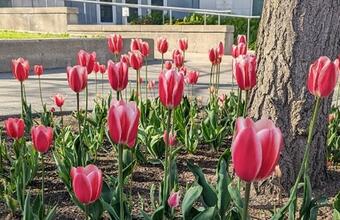 Early spring tulips at Queen's University.