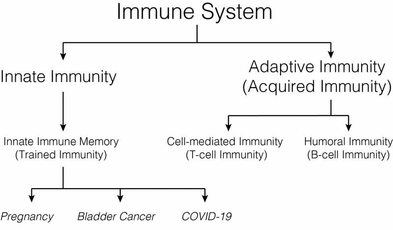 Immune System Diagram