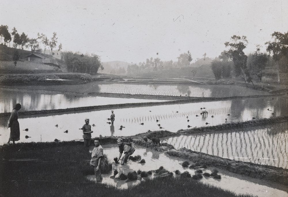 Image of a photo taken by Oliver Hume, 1905-15, transplanting rice