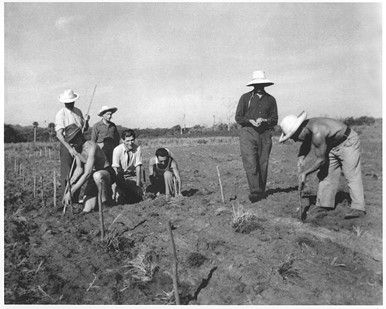A black and white photograph of 7 men farming in an open field