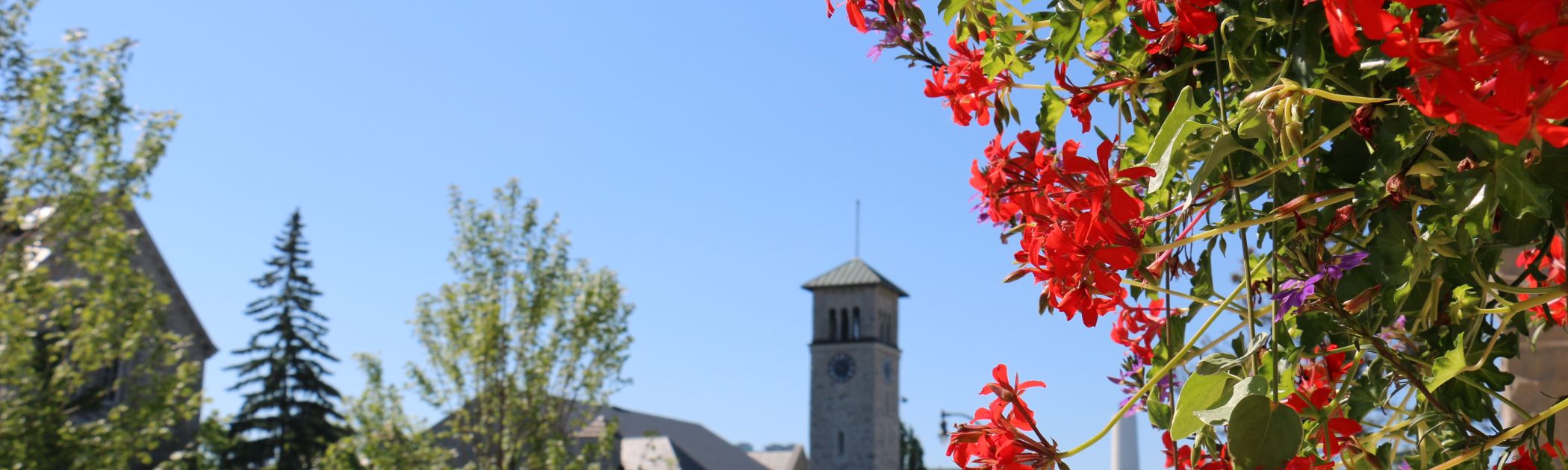 An image of Queen's campus in the summer with red flowers in the foreground